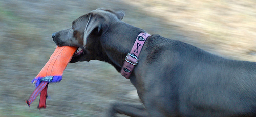 Lacy Dog retrieving bumper